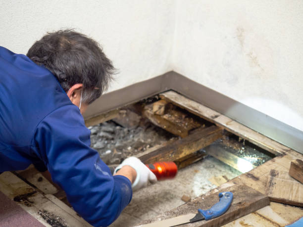 Best Professional Mold Removal  in Elmwood, IL