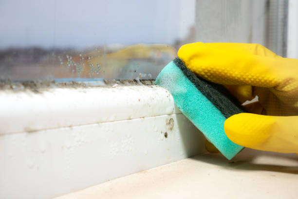 Best Mold Remediation Experts  in Elmwood, IL