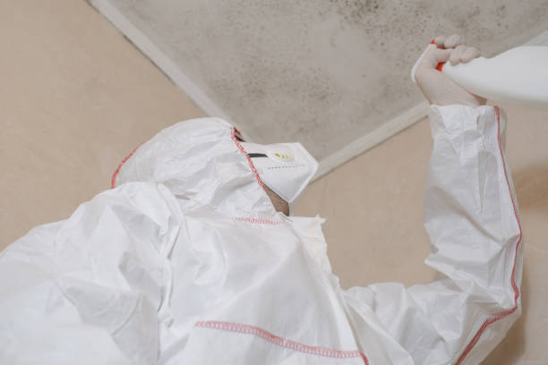 Best Local Mold Removal Service  in Elmwood, IL